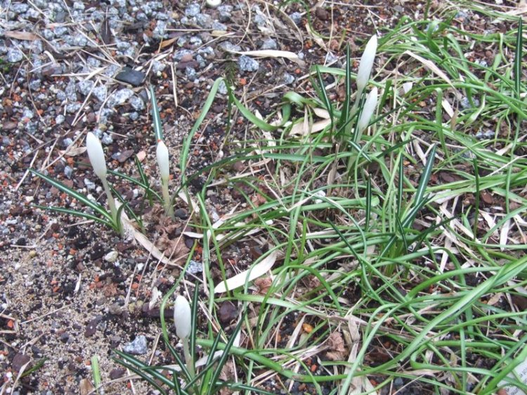 Crocus vernus subsp. albiflorus